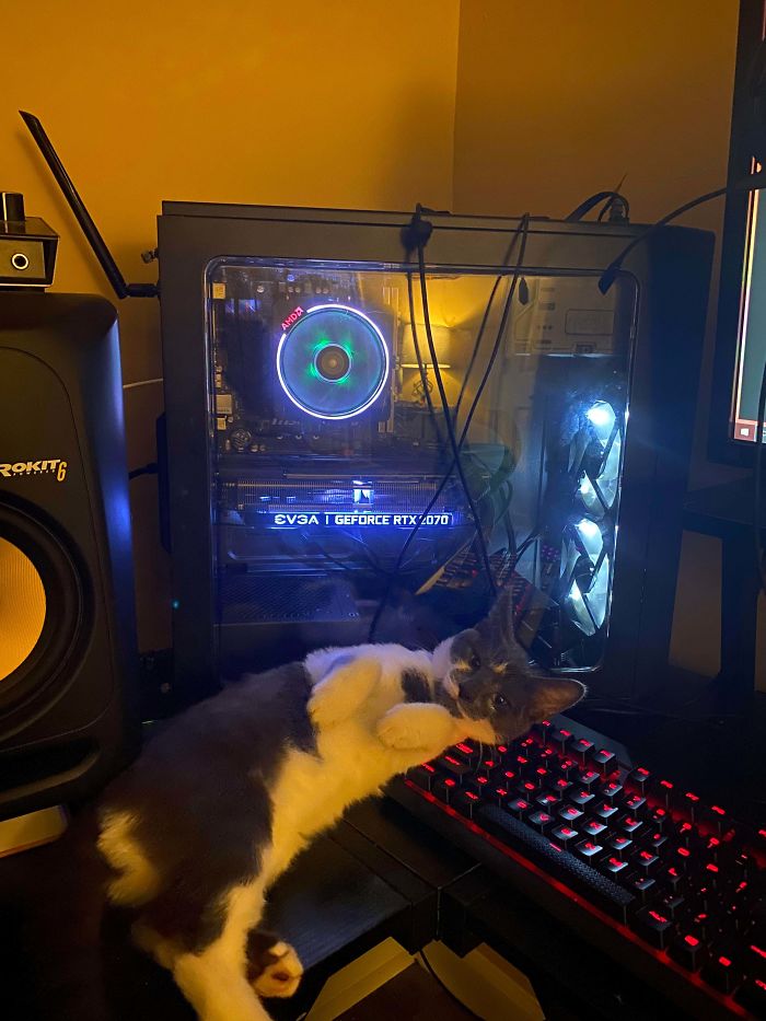 Room Mates Rescued A Little Kitty On A Walk, Say Hello To Zelda. (She Won’t Leave My PC Or Keyboard Alone)