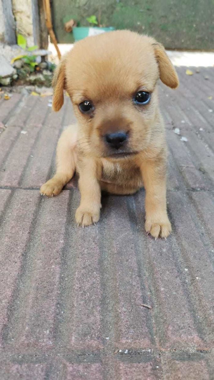 Just Rescued, Meet Paprika!