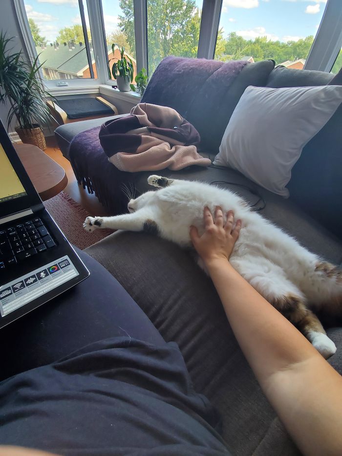 Bub The 10 Year Old Rescue Settling In Pretty Nicely