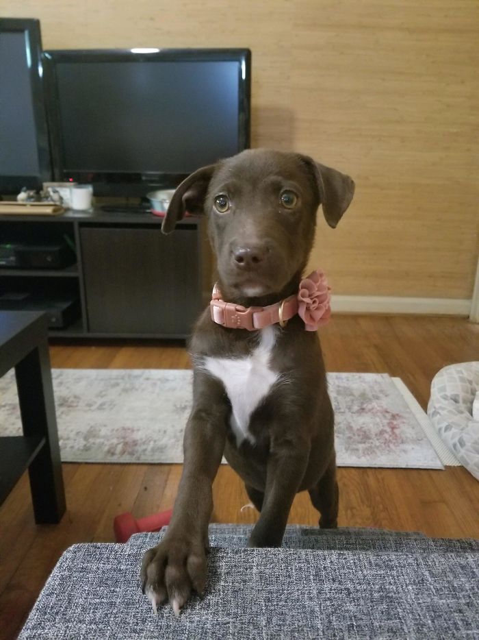 Adopted This Cutie Yesterday! Reddit, Meet Tango!