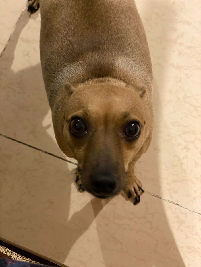 This Is Sasha. We Adopted Her From A Kennel Where She Was Being Used Only For Breeding. She’s Cute But Also In Heat So This Is Her “I’m Sorry I Tried To Hump Everyone” Face