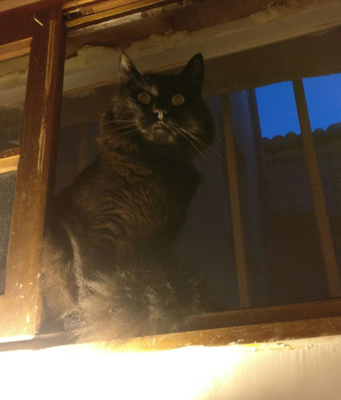 Do We Accept Evil Cats Here?