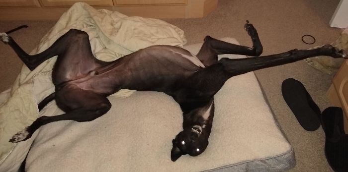 Woke Up At 6am, Looked Over The Side Of The Bed And Found This