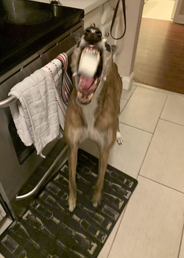 Cursed Marshmallow Catch