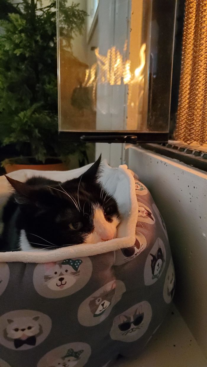 My Old Man Is Gonna Be 16 This Year. He's Still A Kitten At Heart, But Today Calls For His Favorite Bed Snuggles By The Fire