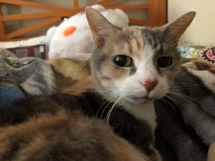 Old Lady Cat, Queen Pauline, Is 18 Today!