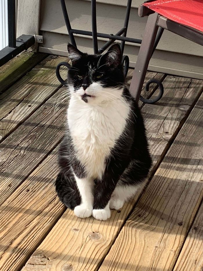 7 Years Ago I Wanted The Cheapest Cat Ever. All Of Them Were Too Expensive As A College Student. But They Said They Were Giving Away Cats With Fiv For $10. This 12 Year Old Bastard Is The Best $10 I’ve Ever Spent. And He’s A Magnificent Prick. I Present To You, Hank