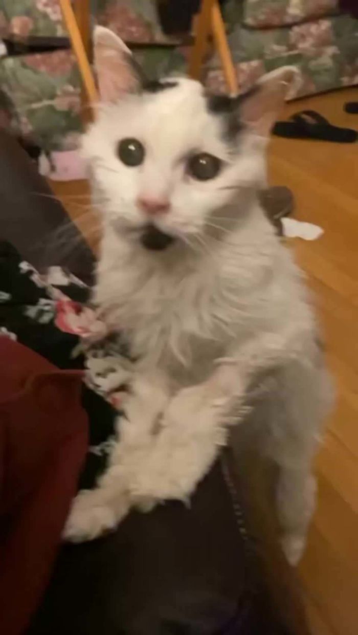 This Is What A 29-Year-Old Cat Looks Like