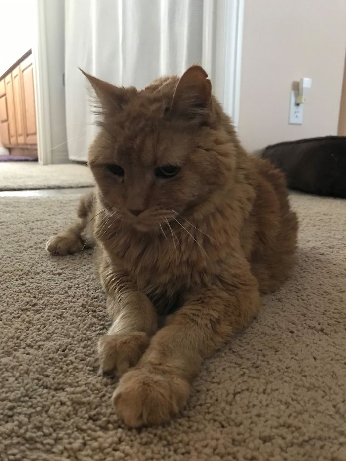 This Is Abby, She's 22 Years Old And Can Barely Meow Anymore. She's Been In Her Share Of Scraps, Hence The Missing Bit Of Her Ear. But She's The Sweetest Cat
