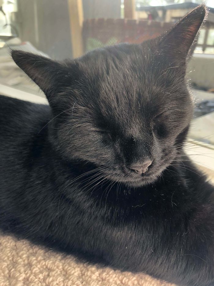 My Cat Luna Is 19 Years Old And Is Still Doing Well!