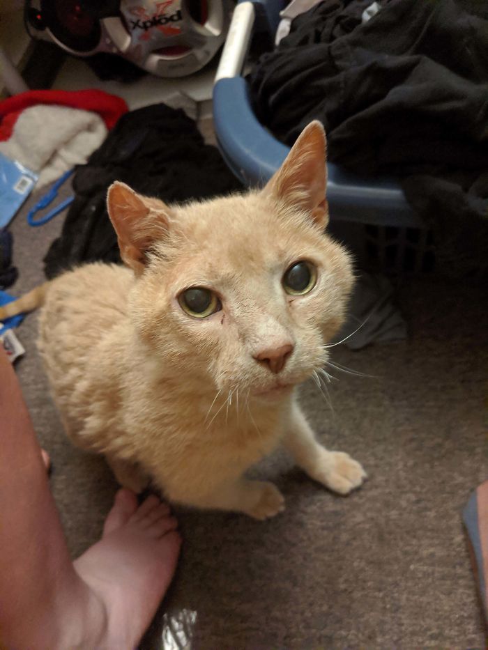 He May Be Old And Wearing Down, But Bullet Used To Be The Fastest Cat Around. Now He's In Retirement, Living Beautifully