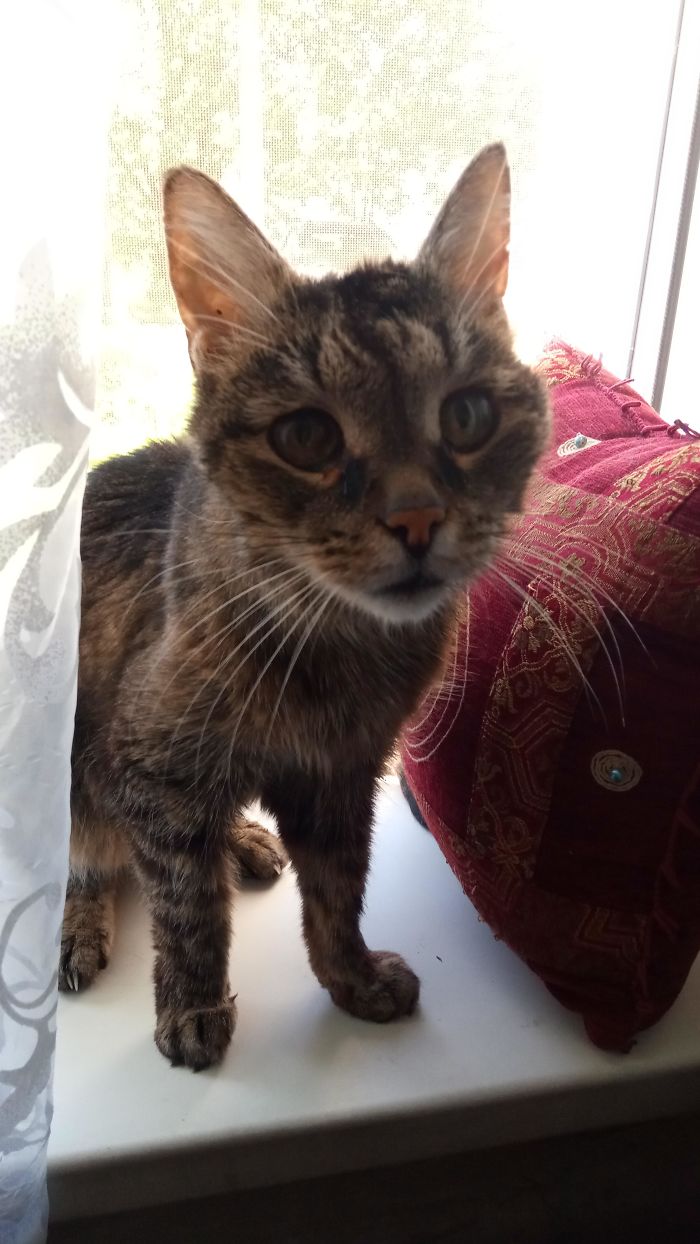 This Old Gentleman Turns 17 Today. He Is Still The Cutest Cat For Me