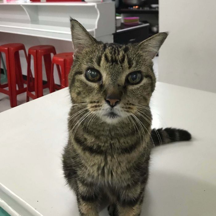 This Is Pippen. She’s 16 Years-Old (100+ In Cat Years). Still Being Awesome