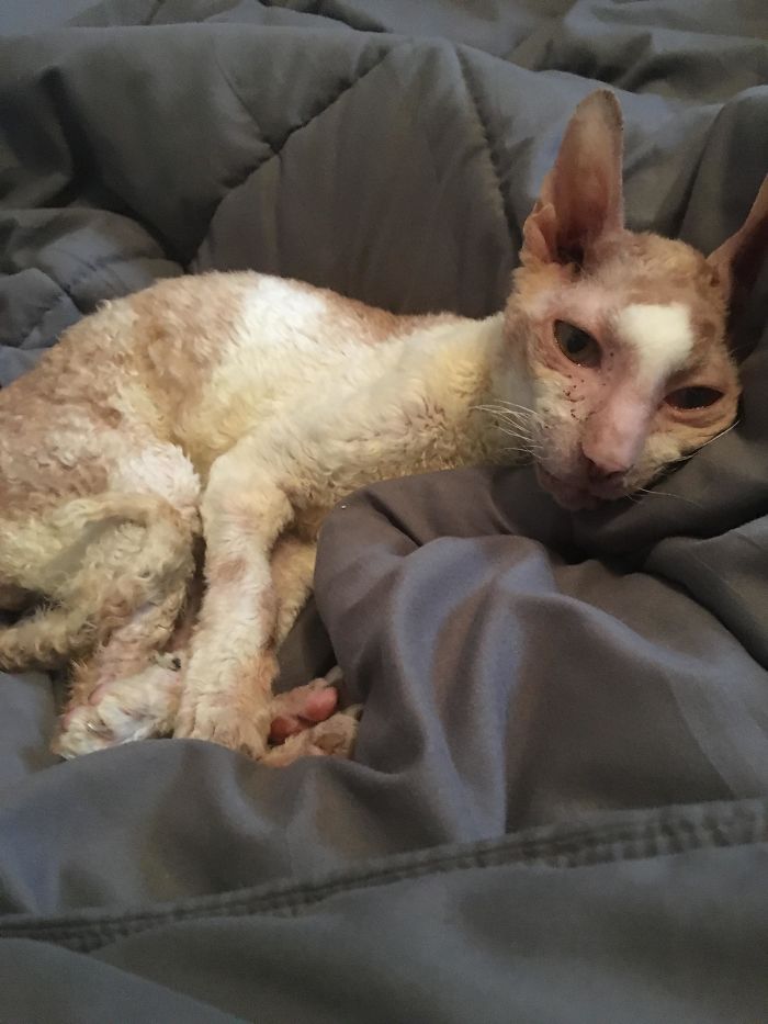 While Everybody Is Posting Pictures Of Their Cute Cats, I’ll Be Here With My Cat. This Old Man’s Birthday Was A Few Days Ago, 10 Years Old Now. Can’t Believe It’s Been That Long