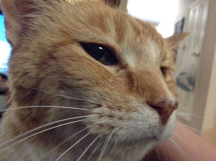 This Is My Cat Tigger At 22 Years Old. He Was Born In My Sock Drawer