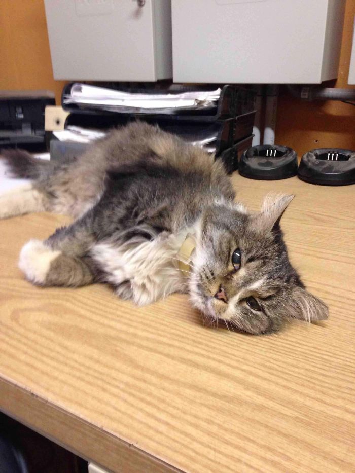 Started A New Job And Inherited A 17 Year Old Cat Named Boots. She Is Always In The Way