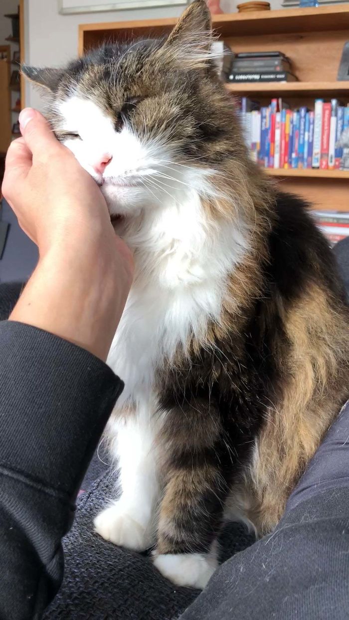 Kisses In Exchange For Scratches From My 18y Old Cat
