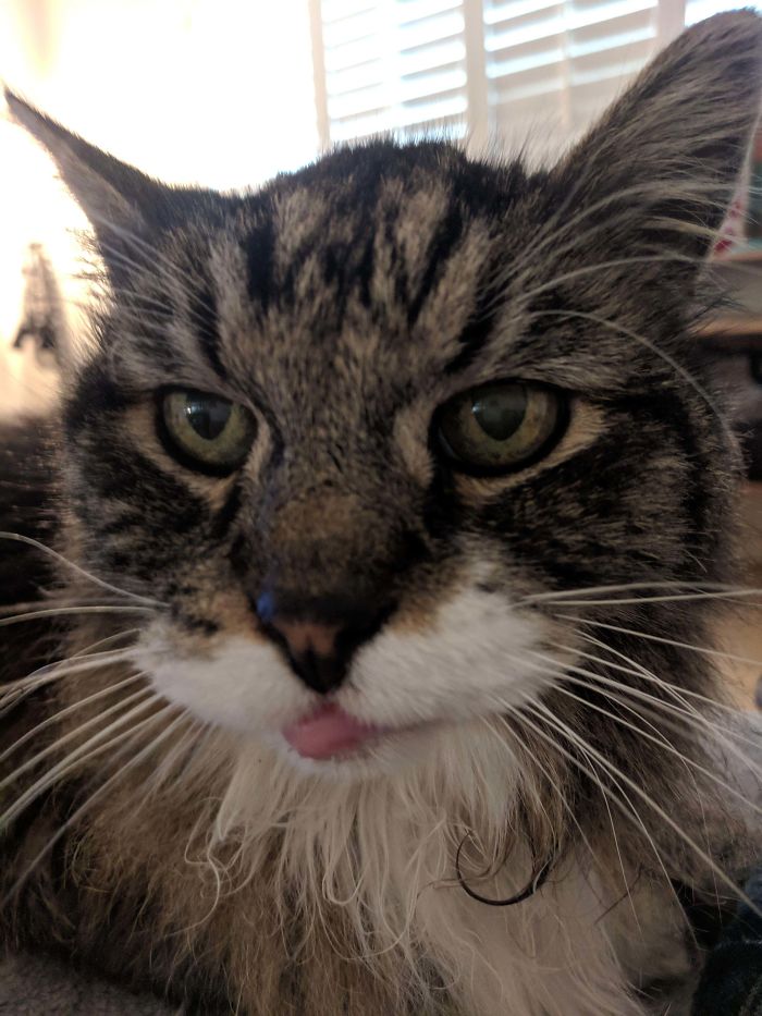 My 21 Year Cat. He Not Dead Or Anything. He Just Old