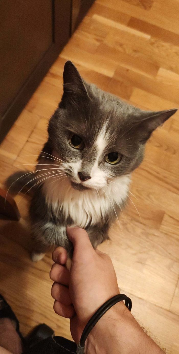 This Is Manya Aaand She's 16,5 Years Old. Since I See A Lot Of Posts Of Elder House Cats Here I Decided I Have To Post Such Myself. She Doesn't Have A Couple Of Teeth But Looks Like A Kitten And Is Absolutely Adorable