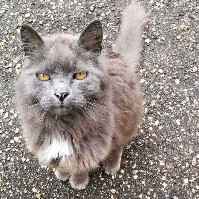 The Farm Cat So Old, I Could Bring Him To A Bar