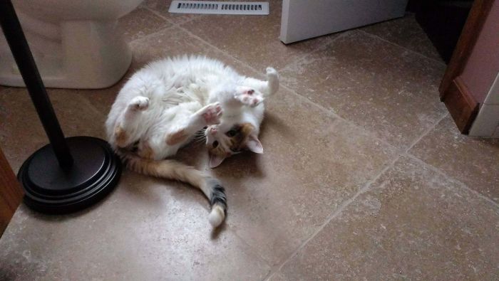 My Parents' Elderly Cat Discovered Their Recently Installed Heated Bathroom Floor. Saturday Morning Bliss