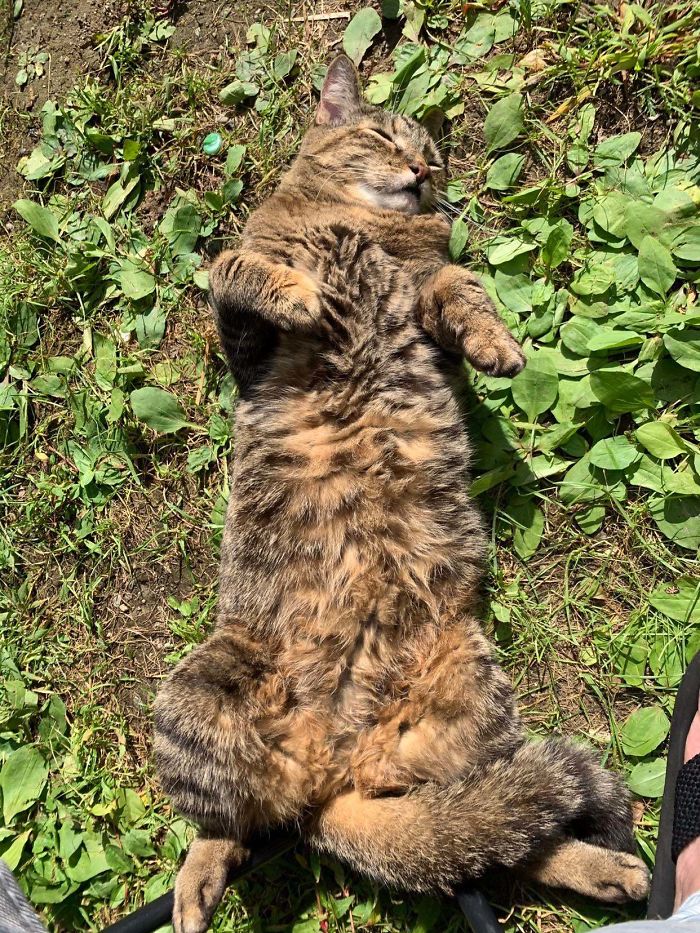 18 Year Old Cat Bellie Sunbathing