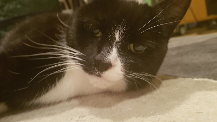 15 Year Old Cat We Just Adopted. No One Else Wanted To Adopt An Old Cat But She Was Just So Cute