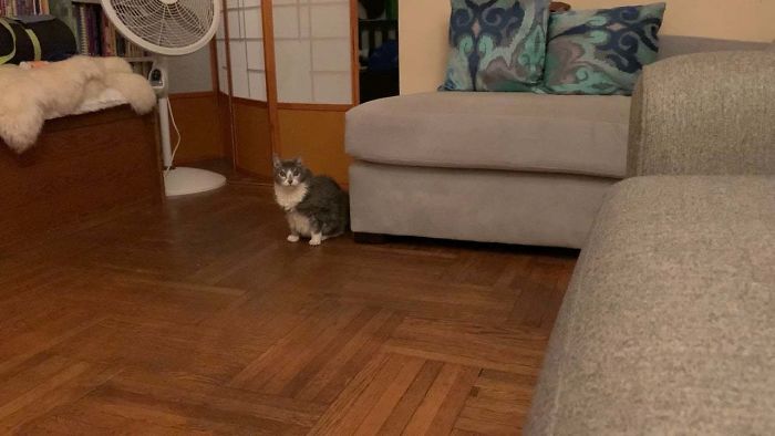 My Extremely Tiny 17 Year Old Cat