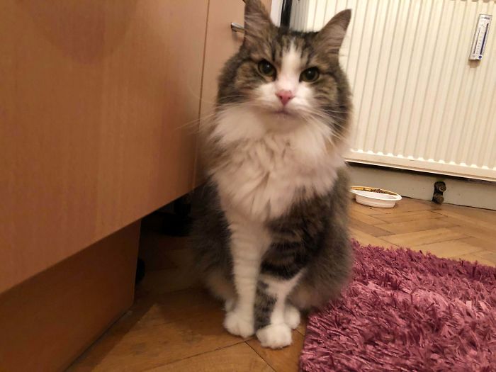 He Is My 15 Year Old Cat And I Love Him ^^ I Hope He Brightens Your Day Like Mine Every Time I See Him