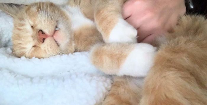 My Sweet 18 Year Old Cat Abner