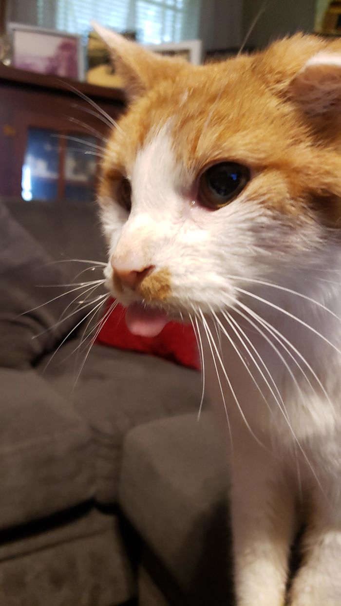 My Friend's 15 Year Old Cat. His Name Is Tree And He Has A Blep Almost 24/7