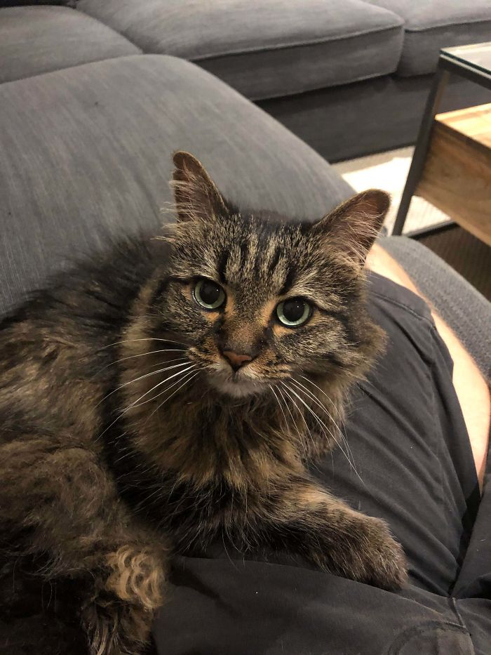 My Wife’s 14-Year-Old Cat. Still The Friendliest Cat I’ve Ever Met