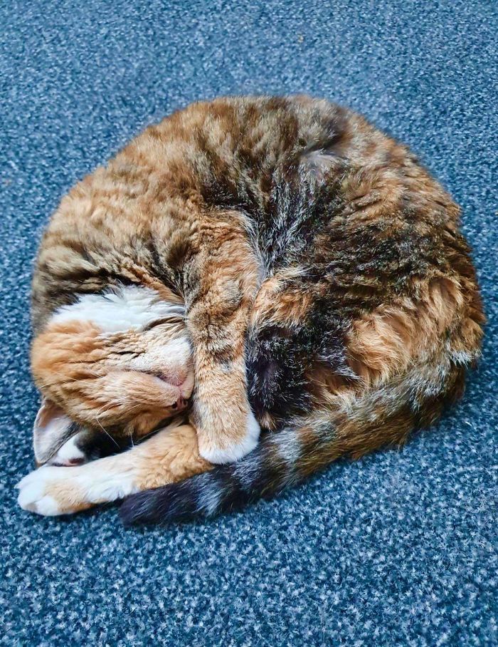 Meet My 18 Year Old Cat Bella