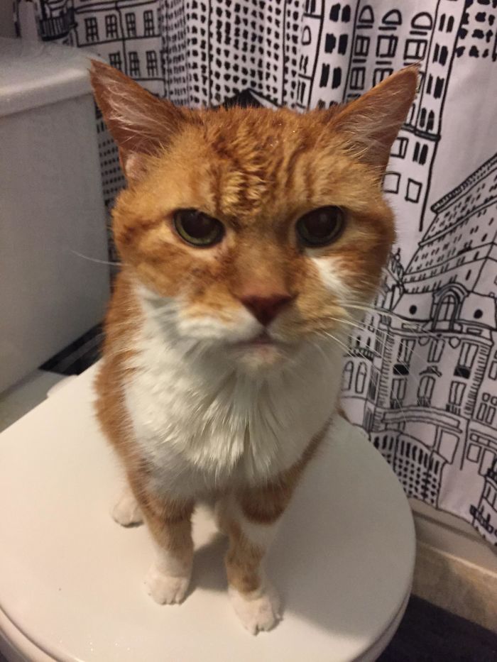 This Is My 19 Year Old Cat
