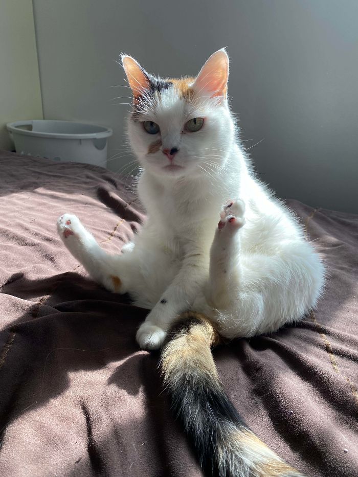 My Sweet 16 Year Old Cat Sophie She’s Been My Constant Companion Since I Adopted Her 11 Years Ago