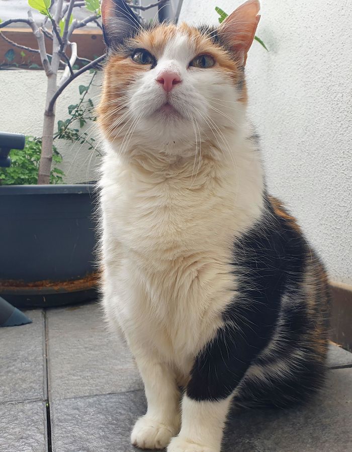 Here's My Sixteen Years Old Cat