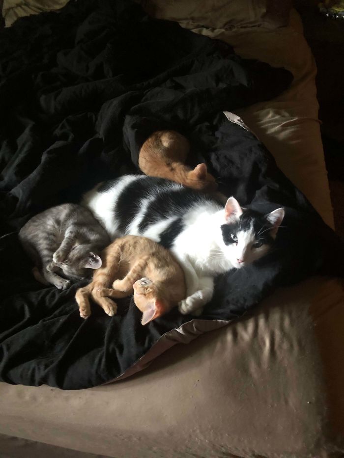 Our Kittens Love Our 13 Year Old Cat!