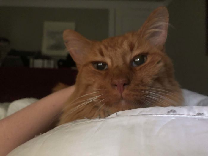 Woke Up To My 15 Year Old Cat Sitting On Me. Good Morning Frito!