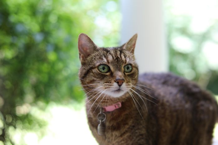 My 20 Year Old Cat Still Looking As Beautiful As Ever