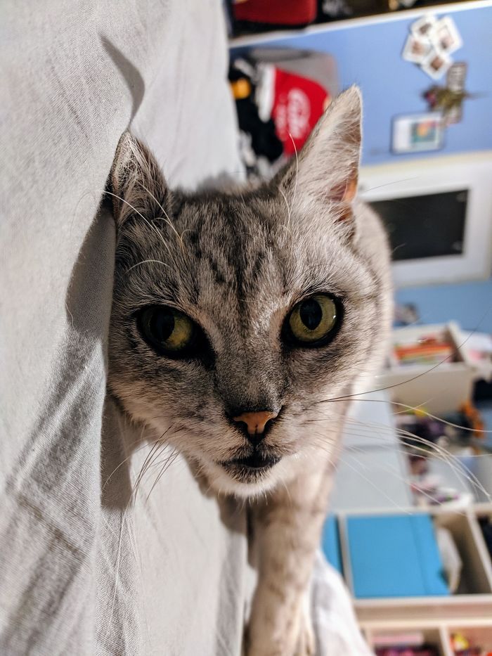 Please Take A Second To Admire My GF's Beautiful 16 Years Old Cat