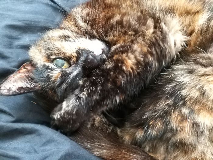 My 20 Year Old Cat Proving She Can Be Just As Cute As Those Young Whippersnappers