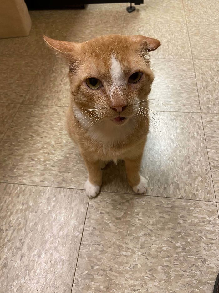 I May Not Be Perfect But I Will Love You. Give Senior Cats A Chance!