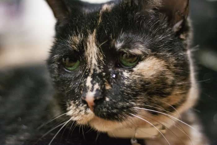 Recently Adopted My New Senior Cat, Her Face Won It Over For Me