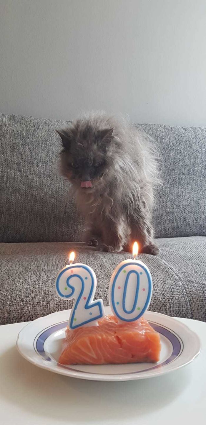 Another Senior Cat. Amon Turned 20 Last Month