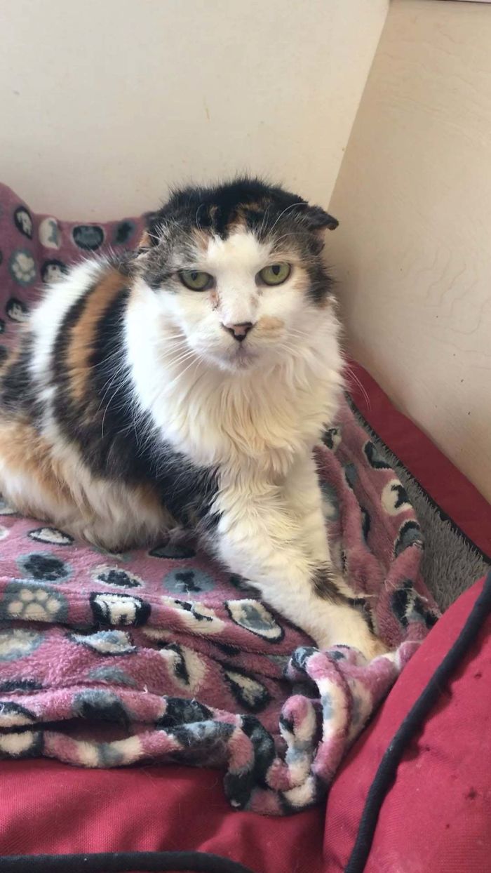 I Work At A Cat Sanctuary And We Have Some Really Good Kneaders In The Senior Cat Room