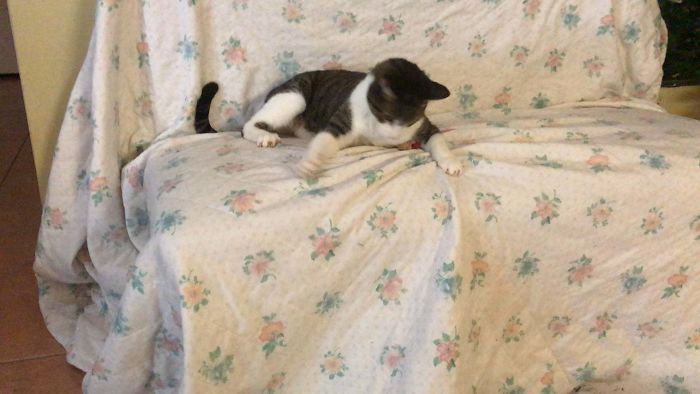 This Guy Is 15. Who Says Senior Cats Can’t Play!