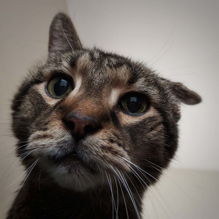 Today Is National Cat Day So Here's My 18 Year Old Senior, Pizza