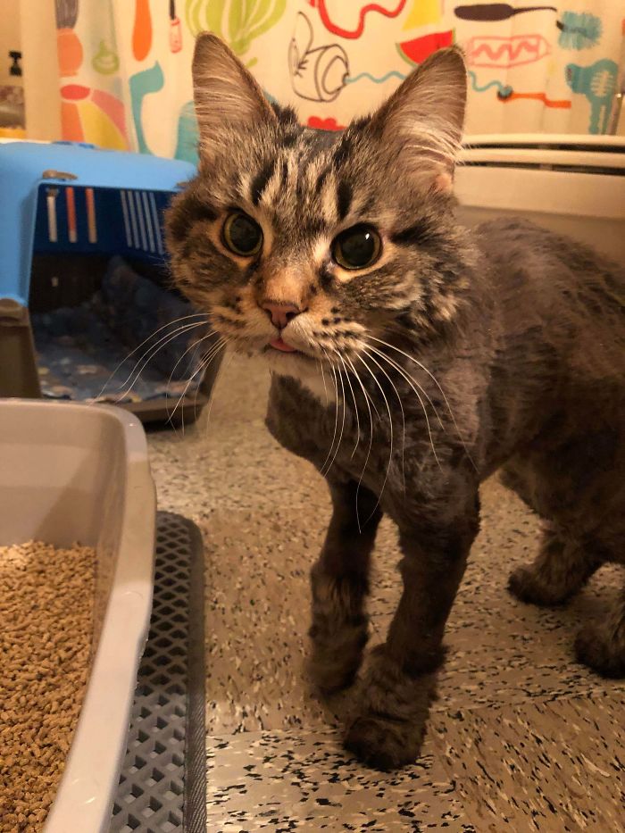 Adopted This Senior Girl Today. My First Cat And I’m Already In Love