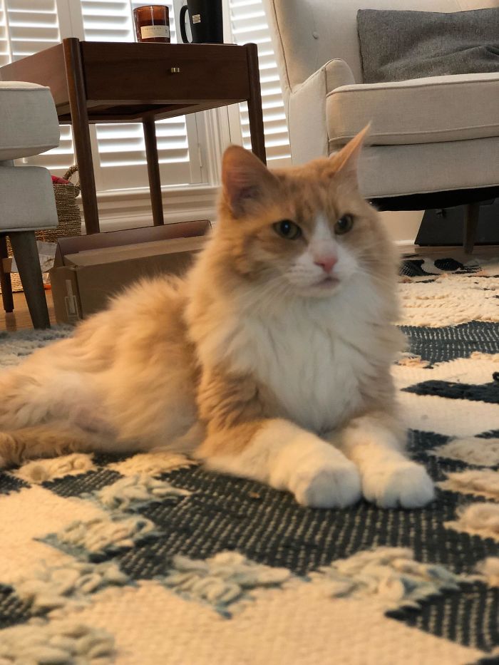 I Still Can’t Believe That Our Sonny Lived In A Petco For 6 Months Because He Was “Too Old” And “No One Wants A 13 Year Old Cat”. We’re Giving Him The Best Life We Can And He’s Been The Most Gentle, Sweet Boy. Don’t Be Afraid To Adopt A Senior Cat, It’s 100% Worth It