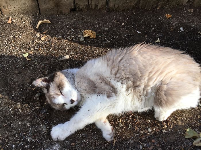 My Indoor Senior Cat Loves To Go Outside And Roll In The Dirt